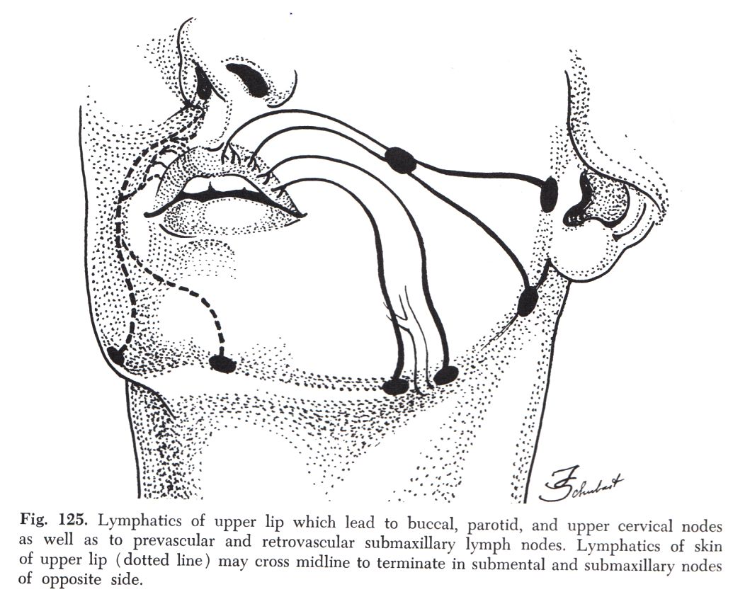Lymphabfluss der Oberlippe