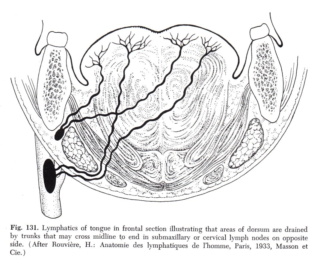 Lymphabfluss der Zunge